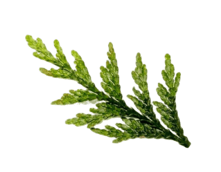 leaf 01