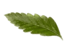 leaf 02