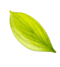 leaf 03