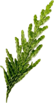 leaf 04